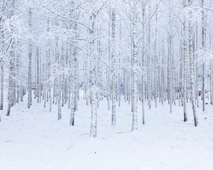 Birch wood forest covered in snow