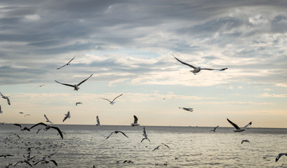 Seagull bird at Bang pu