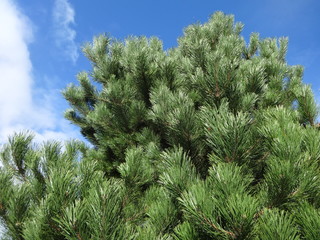 Pine branches with blue sky