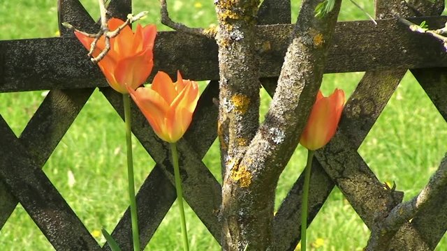 Drei orange Tulpen bewegen sich im Wind vor einem verwitterten Holzzaun