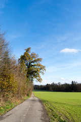 Fototapeta na wymiar Wald mit farbigem Baum und Strasse und Sonne