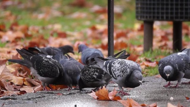 Tauben im Park picken Futter auf