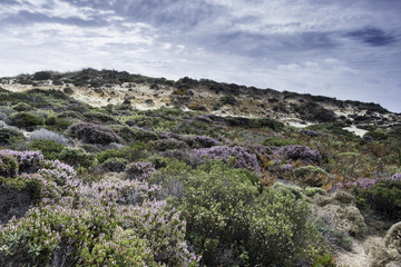 Fototapeta na wymiar dune plants as erica and beautiful sky