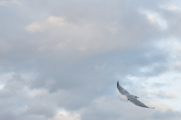 Möwe fliegt am Himmel