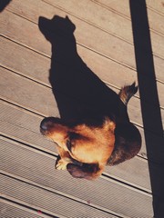 little puppy dog ​​with a shadow big dog