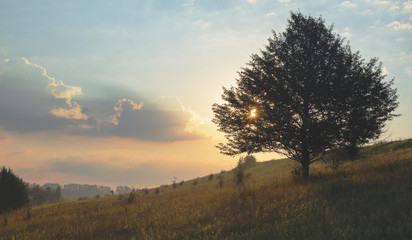 Obraz premium Summer landscape with lone tree