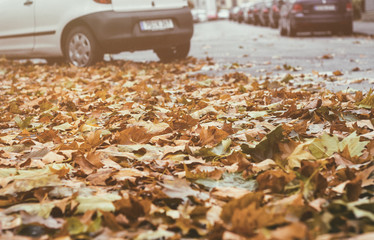 Rutschgefahr durch feuchtes Herbstlaub. 