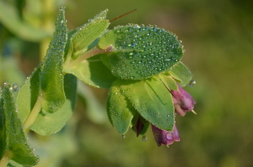Purple Bells flowers covered by dew in the morning  