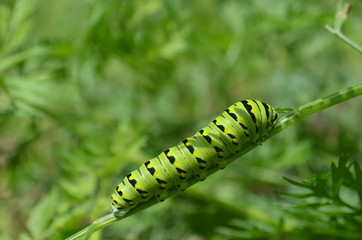 Black swallowtail caterpillar on green plant in the garden