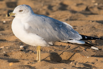 seagull