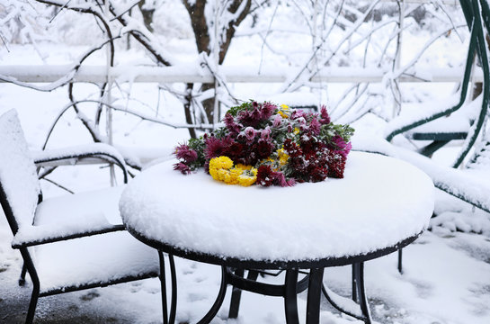 Garden in the snow. Bouquet of chrysanthemums on a snow-covered garden table.