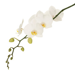 Fototapeta na wymiar White orchids with yellow middles isolated on white background