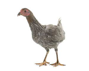 hen spanish Gamecock