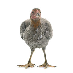 hen spanish Gamecock