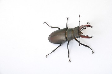 Stag beetle - Lucanus cervus