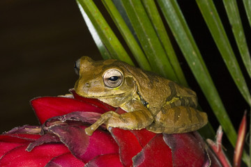 Obraz premium Costa Rica tree frog on a red bromeliad