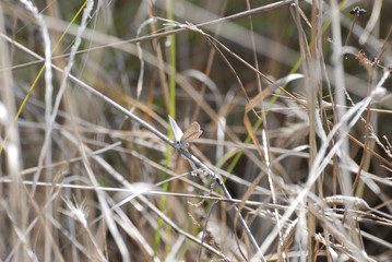 Fauna isola di Sardegna