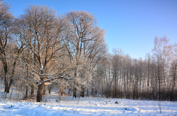 winter landscape