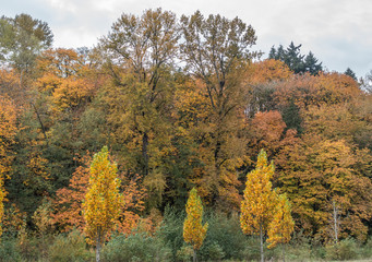 Shades Of Autumn Yellow 5