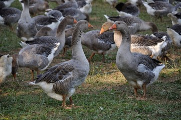 Farmed white goose standing on grass