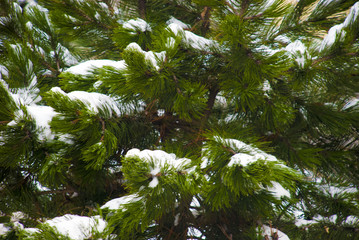 Заснеженная сосна как фон © shubinan