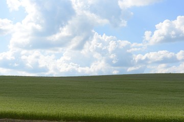 Fototapeta premium 北海道のビート畑
