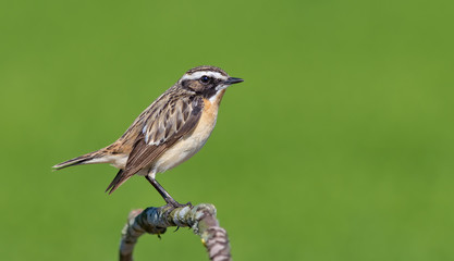 Male Whinchat perched on a tiny stem