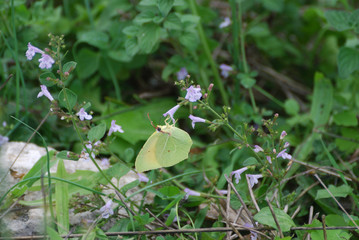 Fauna isola di Sardegna