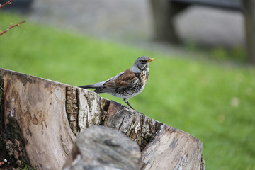 Ein Singvogel auf einem Baumstamm
