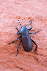 Black Beetle on Red Rock
