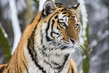 Tiger im Schnee