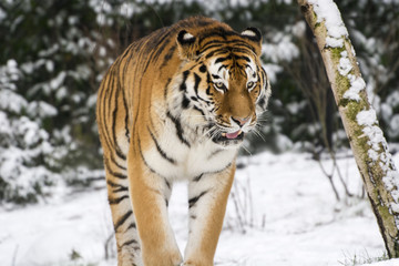 Tiger im Schnee