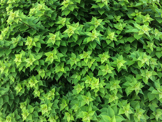 Green leaf star background