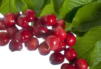 freshly picked cherries