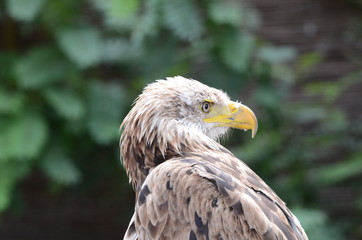 Bird of prey