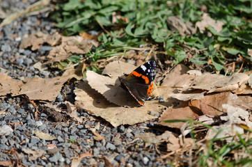 Schmetterling