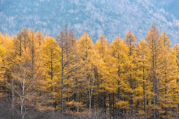 Leaves in Japan autumn season