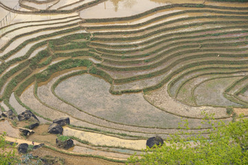 Rice terraces