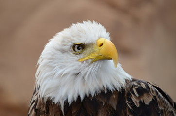 Bird of prey
