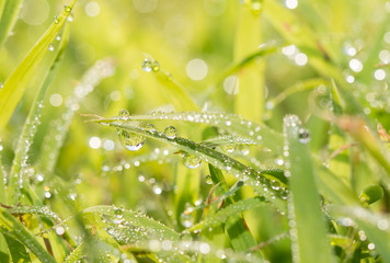 Dew drops in grass, brightly lit by morning sun
