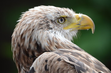 Bird of prey