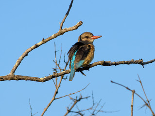 Brown Headed Kingfisher