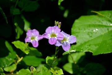 Obraz na płótnie Canvas Purple Flower
