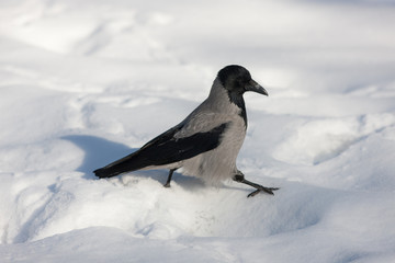 Crow walks through the snow