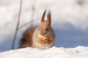 squirrel sits on snow
