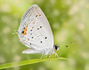 Fototapeta na wymiar Dreamy image of a tiny Eastern Tailed Blue butterfly restoing on a blade of grass
