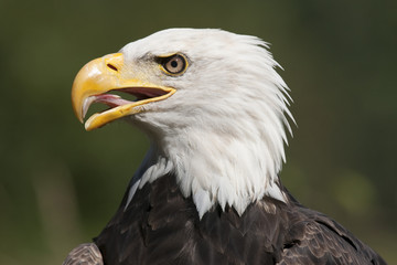 Amercan bald eagle