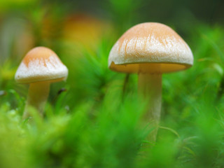 Pilze im Moos