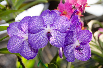 Orchid