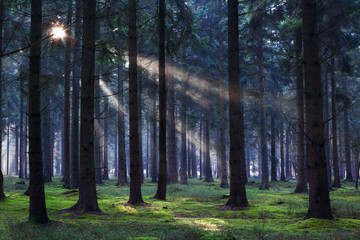 sunbeams in coniferous forest
